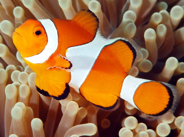 False Clown Anemonefish - Amphiprion ocellaris - Bali, Indonesia