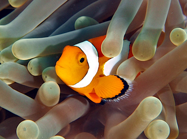 False Clown Anemonefish - Amphiprion ocellaris - Wakatobi, Indonesia