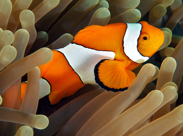 False Clown Anemonefish - Amphiprion ocellaris - Wakatobi, Indonesia