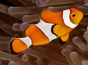 False Clown Anemonefish - Amphiprion ocellaris - Wakatobi, Indonesia