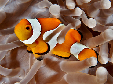 False Clown Anemonefish - Amphiprion ocellaris - Wakatobi, Indonesia