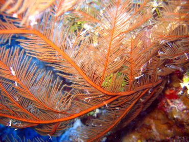 Feather Black Coral - Antipathes pennacea - Nassau, Bahamas
