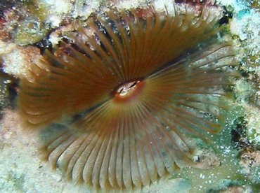 Split-Crown Feather Duster - Anamobaea oerstedi - Bimini, Bahamas