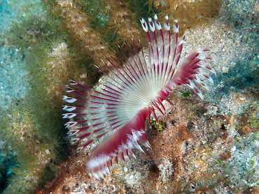 Split-Crown Feather Duster - Anamobaea oerstedi - Palm Beach, Florida