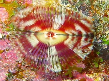 Split-Crown Feather Duster - Anamobaea oerstedi - Key Largo, Florida