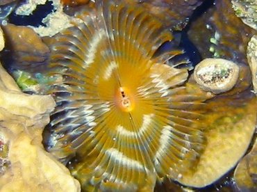 Split-Crown Feather Duster - Anamobaea oerstedi - Cozumel, Mexico