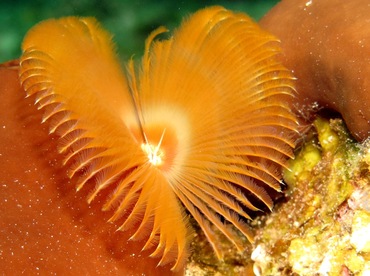 Split-Crown Feather Duster - Anamobaea oerstedi - Nassau, Bahamas