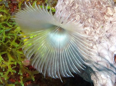 Split-Crown Feather Duster - Anamobaea oerstedi - Grand Cayman