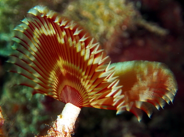 Split-Crown Feather Duster - Anamobaea oerstedi - The Exumas, Bahamas