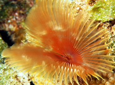 Split-Crown Feather Duster - Anamobaea oerstedi - The Exumas, Bahamas