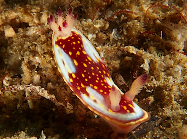 Felimida sphoni - Felimida sphoni - Cabo San Lucas, Mexico