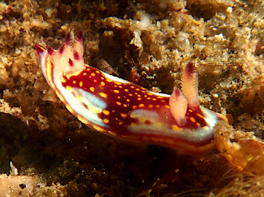 Felimida sphoni - Felimida sphoni - Cabo San Lucas, Mexico