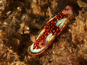 Felimida sphoni - Felimida sphoni - Cabo San Lucas, Mexico