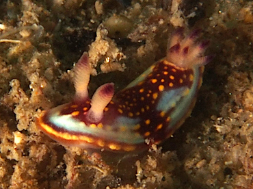 Felimida sphoni - Felimida sphoni - Cabo San Lucas, Mexico