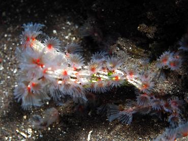 Delicate Tube Worm - Filogranella elatensis - Bali, Indonesia
