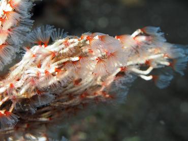 Delicate Tube Worm - Filogranella elatensis - Bali, Indonesia