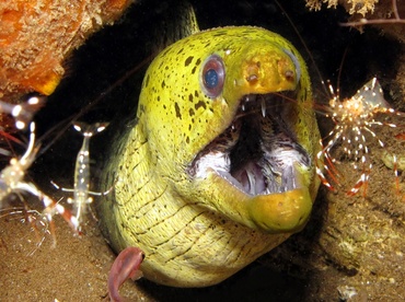 Fimbriated Moray Eel - Gymnothorax fimbriatus - Dumaguete, Philippines