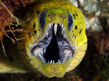Fimbriated Moray Eel - Gymnothorax fimbriatus - Bali, Indonesia