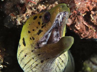 Fimbriated Moray Eel - Gymnothorax fimbriatus - Komodo, Indonesia