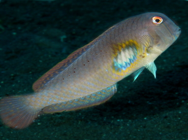 Finspot Razorfish - Iniistius melanopus - Bali, Indonesia