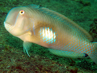 Finspot Razorfish - Iniistius melanopus - Lembeh Strait, Indonesia