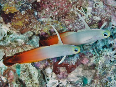 Fire Dartfish - Nemateleotris magnifica - Great Barrier Reef, Australia