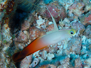 Fire Dartfish - Nemateleotris magnifica - Great Barrier Reef, Australia