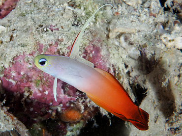 Fire Dartfish - Nemateleotris magnifica - Great Barrier Reef, Australia