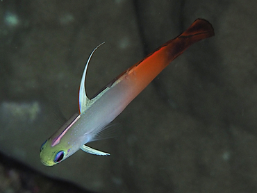 Fire Dartfish - Nemateleotris magnifica - Great Barrier Reef, Australia