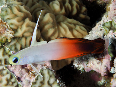 Fire Dartfish - Nemateleotris magnifica - Coral Sea, Australia