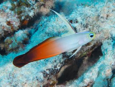 Fire Dartfish - Nemateleotris magnifica - Moorea, French Polynesia