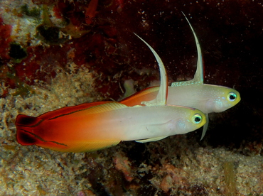 Fire Dartfish - Nemateleotris magnifica - Fiji