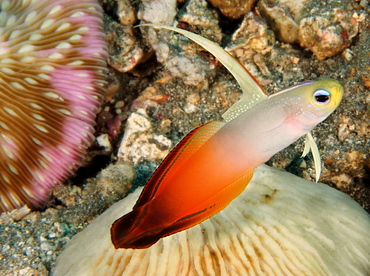 Fire Dartfish - Nemateleotris magnifica - Bali, Indonesia