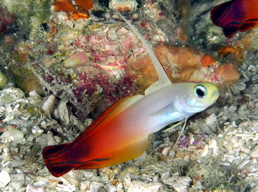 Fire Dartfish - Nemateleotris magnifica - Palau