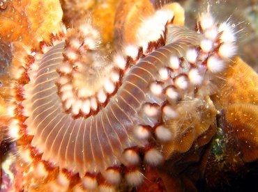 Bearded Fireworm - Hermodice carunculata - Bonaire