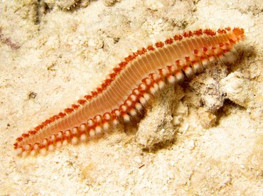 Bearded Fireworm - Hermodice carunculata - Bonaire