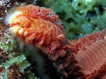 Bearded Fireworm - Hermodice carunculata - Bonaire