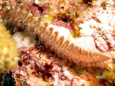 Bearded Fireworm - Hermodice carunculata - Cozumel, Mexico