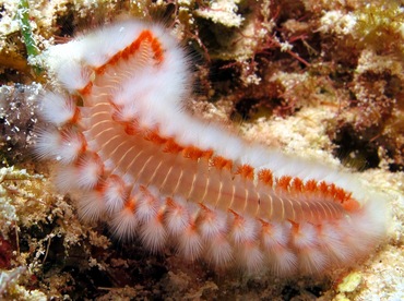 Bearded Fireworm - Hermodice carunculata - Cozumel, Mexico