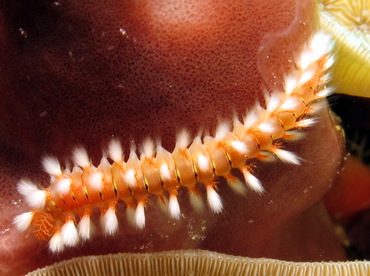 Bearded Fireworm - Hermodice carunculata - Cozumel, Mexico