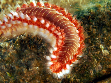 Bearded Fireworm - Hermodice carunculata - Eleuthera, Bahamas