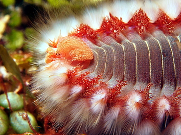 Bearded Fireworm - Hermodice carunculata - Cozumel, Mexico