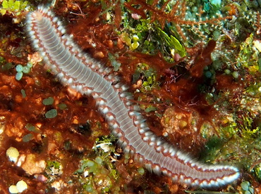 Bearded Fireworm - Hermodice carunculata - Cozumel, Mexico