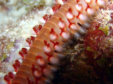 Bearded Fireworm - Hermodice carunculata - Bonaire