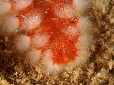 Bearded Fireworm - Hermodice carunculata - Roatan, Honduras