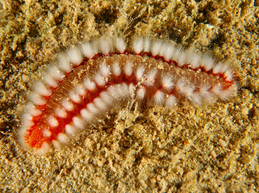 Bearded Fireworm - Hermodice carunculata - Roatan, Honduras