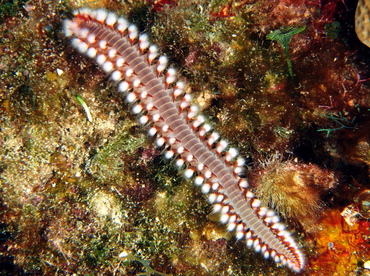 Bearded Fireworm - Hermodice carunculata - Cozumel, Mexico