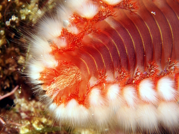 Bearded Fireworm - Hermodice carunculata - Cozumel, Mexico