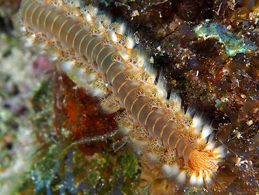 Bearded Fireworm - Hermodice carunculata - Cozumel, Mexico