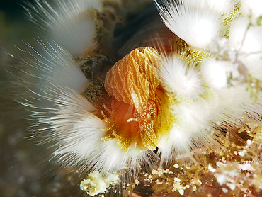 Bearded Fireworm - Hermodice carunculata - Cozumel, Mexico